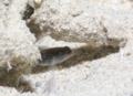 Gobies - Starry goby - Asterropteryx semipunctata