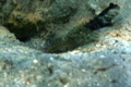 Gobies - Ninebar prawn goby - Cryptocentrus cryptocentrus