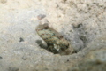 Gobies - Ninebar prawn goby - Cryptocentrus cryptocentrus