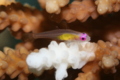 Gobies - Redeye Goby - Bryaninops natans