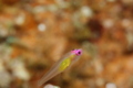 Gobies - Redeye Goby - Bryaninops natans