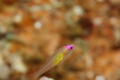 Gobies - Redeye Goby - Bryaninops natans