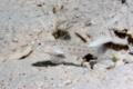 Gobies - Red Sea Shrimpgoby - Ctenogobiops maculosus