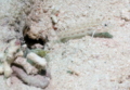 Gobies - Red Sea Shrimpgoby - Ctenogobiops maculosus