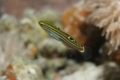 Gobies - Hector's Goby - Koumansetta hectori