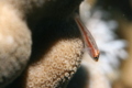 Gobies - Common Ghost Goby - Pleurosicya mossambica