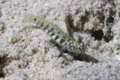 Gobies - green bubble goby - Eviota prasina