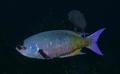 Wrasse - Creole Wrasse - Clepticus parrae