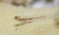 Gobies - Sebree's goby - Eviota sebreei