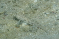 Gobies - Eye-bar Goby - Gnatholepis anjerensis