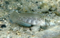 Gobies - Eye-bar Goby - Gnatholepis anjerensis