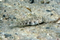 Gobies - Eye-bar Goby - Gnatholepis anjerensis