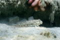 Gobies - Eye-bar Goby - Gnatholepis anjerensis