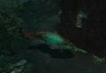 Parrotfish - Redband Parrotfish - Sparisoma aurofrenatum