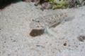 Gobies - Decorated goby - Istigobius decoratus