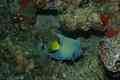 Angelfish - Queen Angelfish - Holacanthus ciliaris