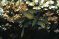 Damselfish - Arabian chromis - Chromis flavaxilla