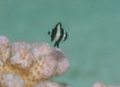 Damselfish - Banded Damselfish - Dascyllus aruanus