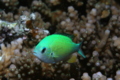 Damselfish - Blue Green Damselfish - Chromis viridis