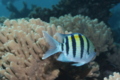 Damselfish - Indo-Pacific Sergeant - Abudefduf vaigensis