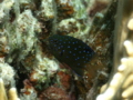 Damselfish - Jewel Damselfish - Plectroglyphidodon lacrymatus