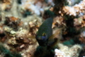 Damselfish - Jewel Damselfish - Plectroglyphidodon lacrymatus