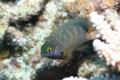 Damselfish - Jewel Damselfish - Plectroglyphidodon lacrymatus