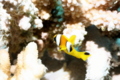 Damselfish - Red Sea Anemonefish - Amphiprion bicinctus