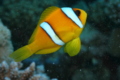 Damselfish - Red Sea Anemonefish - Amphiprion bicinctus