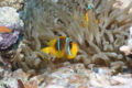 Damselfish - Red Sea Anemonefish - Amphiprion bicinctus