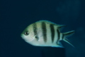 Damselfish - Scissortail Damselfish - Abudefduf sexfasciatus