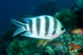 Damselfish - Scissortail Damselfish - Abudefduf sexfasciatus