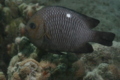 Damselfish - Threespot Dascyllus - Dascyllus trimaculatus