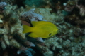 Damselfish - Sulphur Damselfish - Pomacentrus sulfureus