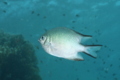 Damselfish - Whitebelly Damselfish - Amblyglyphidodon leucogaster