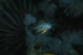 Damselfish - Whitebelly Damselfish - Amblyglyphidodon leucogaster