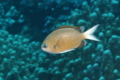 Damselfish - Yellow-edge Chromis - Chromis pembae