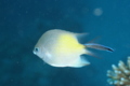 Damselfish - Yellowfin Damselfish(Yellow-side Damselfish) - Amblyglyphidodon flavilatus