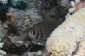 Damselfish - Weber's chromis - Chromis weberi