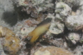 Damselfish - Dusky farmerfish - Stegastes nigricans