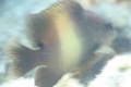 Damselfish - Dusky farmerfish - Stegastes nigricans