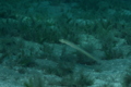 Wormfish - Onespot wormfish - Gunnellichthys monostigma