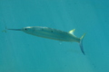 Halfbeaks - Black-barred halfbeak - Hemiramphus far