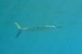 Halfbeaks - Black-barred halfbeak - Hemiramphus far