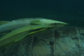 Remoras - Live sharksucker(Striped Remora) - Echeneis naucrates