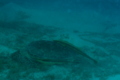 Remoras - Live sharksucker(Striped Remora) - Echeneis naucrates