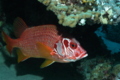 Squirrelfish - Long-jawed Squirrelfish(Sabre Squirrelfish,Giant Squirrelfish,Spiny Squirrelfish) - Sargocentron spiniferum