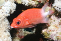 Squirrelfish - Silverspot Squirrelfish - Sargocentron caudimaculatum