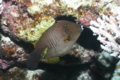 Filefish - Broom Filefish - Amanses scopas