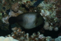 Filefish - Broom Filefish - Amanses scopas